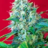 SEMILLAS DULCES - GREEN POISON® FEM (SWS14)