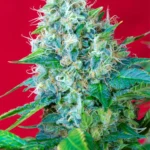 SWEET SEEDS - GREEN POISON® FEM (SWS14)