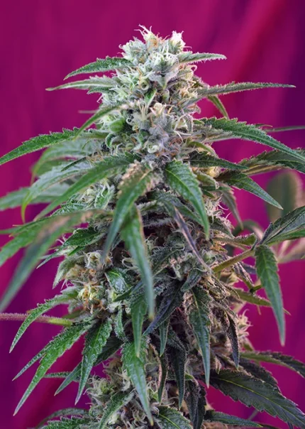 GRAINES DOUCES - GREEN POISON AUTO® FEM (SWS30)