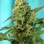 SWEET SEEDS - GREEN POISON F1 FAST VERSION® FEM (SWS41)