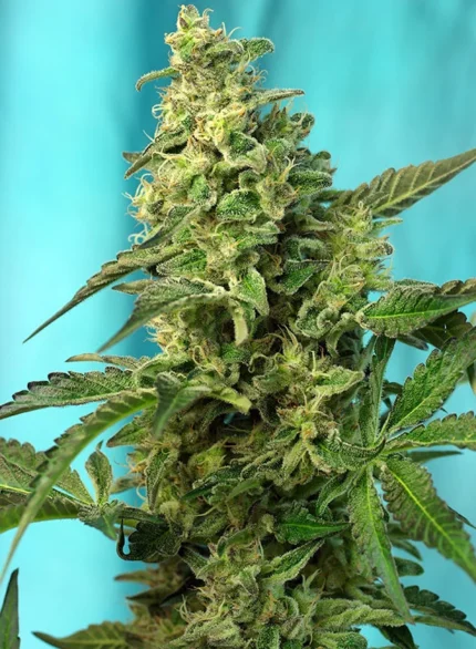 GRAINES DOUCES - GREEN POISON F1 FAST VERSION® FEM (SWS41)
