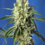 SWEET SEEDS - GREEN POISON CBD® FEM (SWS70) Disponibili fino a fine scorte