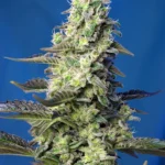 SWEET SEEDS - GREEN POISON XL AUTO® FEM (SWS71)