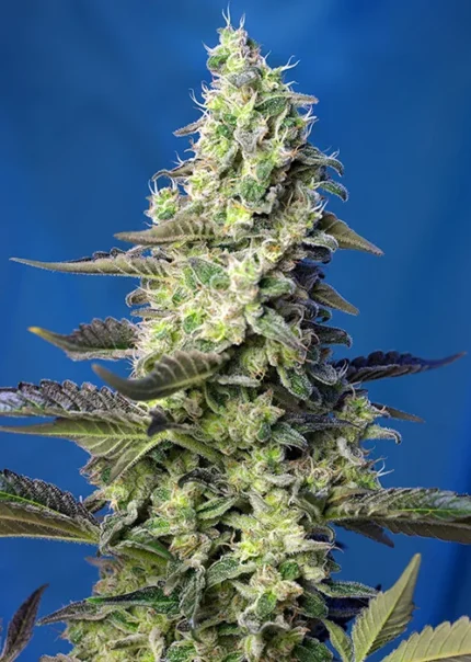 SWEET SEEDS - GREEN POISON XL AUTO® FEM (SWS71)