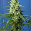SÜSSE SAMEN - HONIG PFIRSICH AUTO CBD® FEM