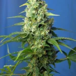 SWEET SEEDS - HONEY PEACH AUTO CBD® FEM