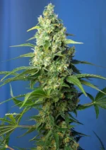 GRAINES SUCRÉES - HONEY PEACH AUTO CBD® FEM