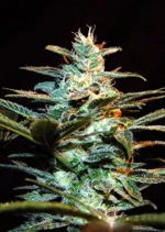 SWEET SEEDS - NYC DIESEL® FEM (SWS06) Disponibili fino a fine scorte