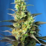SWEET SEEDS - NYC DIESEL CBD® FEM (ex ICE COOL CBD® FEM)