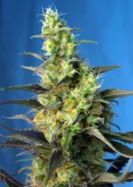 SWEET SEEDS - NYC DIESEL CBD® FEM (anciennement ICE COOL CBD® FEM)