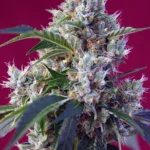 SWEET SEEDS - INDIGO BERRY KUSH® FEM (SWS63) Verfügbar solange der Vorrat reicht