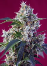 SWEET SEEDS - INDIGO BERRY KUSH® FEM (SWS63) Disponible hasta fin de existencias