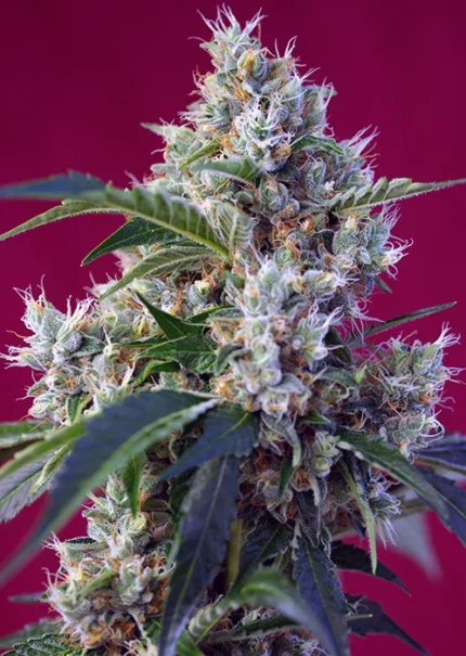 SWEET SEEDS - INDIGO BERRY KUSH® FEM (SWS63) Disponible hasta fin de existencias
