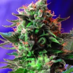SWEET SEEDS - JACK 47® FEM (SWS08)