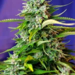 SWEET SEEDS - JACK 47 AUTO® FEM (SWS31) Disponible hasta fin de existencias
