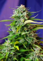 SWEET SEEDS - JACK 47 AUTO® FEM (SWS31) Disponible hasta fin de existencias