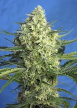 SWEET SEEDS - JACK 47 XL AUTO® FEM (SWS78)