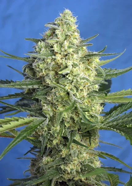 SWEET SEEDS - JACK 47 XL AUTO® FEM (SWS78)