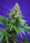SWEET SEEDS - KILLER KUSH F1 FAST VERSION® FEM (SWS52)
