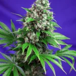 SWEET SEEDS - KILLER KUSH F1 FAST VERSION® FEM (SWS52)