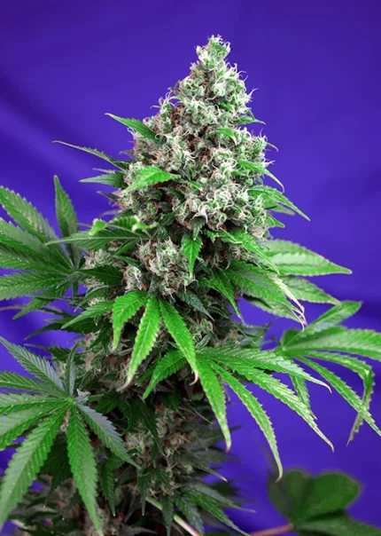 SWEET SEEDS - KILLER KUSH F1 FAST VERSION® FEM (SWS52)