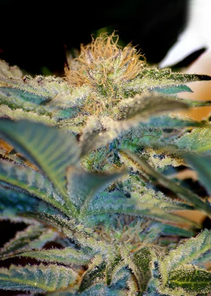 SWEET SEEDS - MOHAN RAM® FEM (SWS09) Disponibili fino a fine scorte