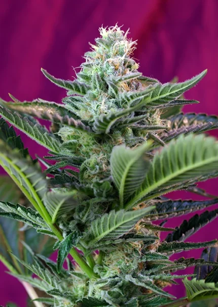 SWEET SEEDS - MOHAN RAM AUTO® FEM (SWS32) Disponible jusqu'à épuisement des stocks
