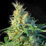 SWEET SEEDS - PSICODELICIA® FEM (SWS07)