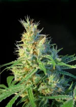 SEMILLAS DULCES - PSICODELICIA® FEM (SWS07)