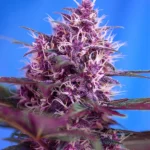 SEMILLAS DULCES - RED POISON AUTO® FEM (SWS39)