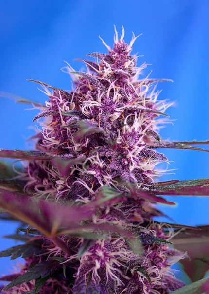 SWEET SEEDS - RED POISON AUTO® FEM (SWS39)