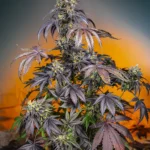 SWEET SEEDS - RED GORILLA GIRL XL AUTO® FEM (SWS89)