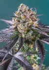 SWEET SEEDS - RED STRAWBERRY BANANA AUTO® FEM (SWS90)
