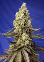 SWEET SEEDS - RUNTZ XL AUTO® FEM (SWS88)