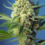 SWEET SEEDS - S.A.D. SWEET AFGANI DELICIOUS AUTO® FEM (SWS24)
