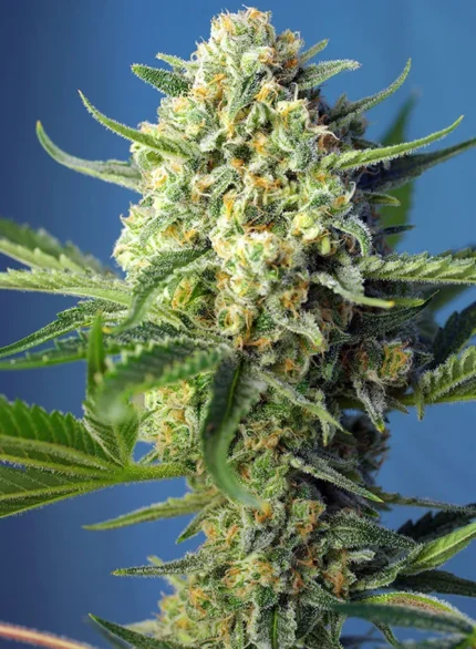 GRAINES DOUCES - S.A.D. SWEET AFGANI DELICIOUS AUTO® FEM (SWS24)