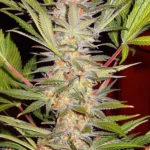 SWEET SEEDS - S.A.D. SWEET AFGANI DELICIOUS S1® FEM (SWS02)