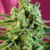 SWEET SEEDS - S.A.D. SWEET AFGANI DELICIOUS CBD® FEM (SWS60)