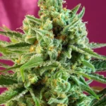 SÜSSE SAMEN - S.A.D. SWEET AFGANI DELICIOUS CBD® FEM (SWS60)