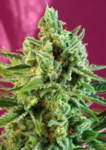SWEET SEEDS - S.A.D. SWEET AFGANI DELICIOUS CBD® FEM (SWS60)