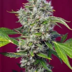 SWEET SEEDS - SAN FERNANDO LEMON KUSH FEM® (SWS62)