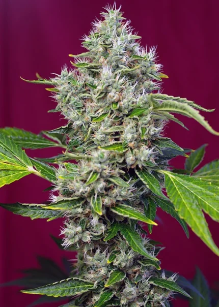 SWEET SEEDS - SAN FERNANDO LEMON KUSH FEM® (SWS62)