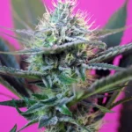SWEET SEEDS - + SPEED AUTO® FEM (SWS27)