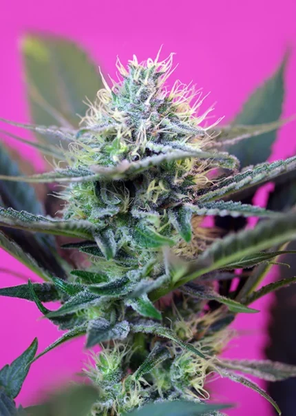 SWEET SEEDS - + SPEED AUTO® FEM (SWS27)