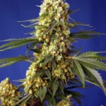 SWEET SEEDS - STRAWBERRY BANANA GELATO XL AUTO® FEM (SWS99)