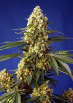 SWEET SEEDS - HELADO DE FRESA Y PLÁTANO XL AUTO® FEM (SWS99)