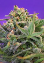 SWEET SEEDS - SWEET CHEESE® FEM (SWS19)