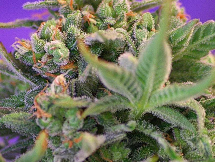 SWEET SEEDS - SWEET CHEESE® FEM (SWS19)