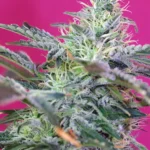 SWEET SEEDS - SWEET CHEESE AUTO® FEM (SWS33)