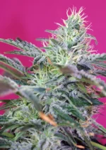 SWEET SEEDS - SWEET CHEESE AUTO® FEM (SWS33)
